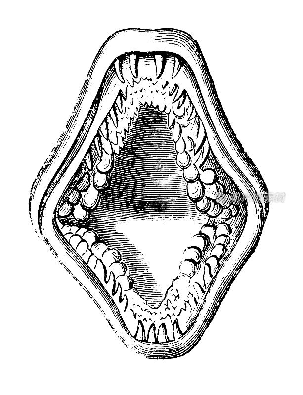 海鲷嘴|古董动物插图